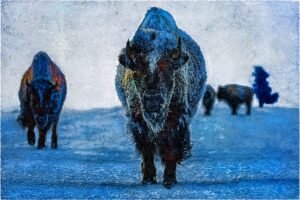 An impressionist style contemporary artwork depicting several bison on a snowy landscape
